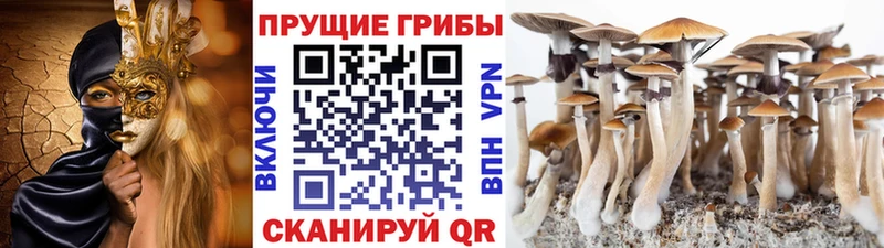 Псилоцибиновые грибы Psilocybine cubensis  Невьянск 